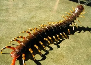 Do centiped pentru om este periculos și cum să scape de o insectă