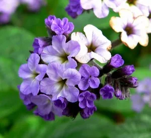 Caracteristicile de cultivare a florii heliotrop grădină, recomandări de reproducție heliotrop din semințe (foto heliotrop) Caracteristicile de cultivare a florii heliotrop grădină, recomandări de reproducție heliotrop din semințe