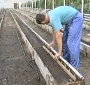 Specificul grădina sistemului mitlaydera (mitlaydera) Specificul grădina sistemului mitlaydera