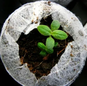 Caracteristicile de cultivare a florii heliotrop grădină, recomandări de reproducție heliotrop din semințe (heliotrop din semințe) Caracteristicile de cultivare a florii heliotrop grădină, recomandări de reproducție heliotrop din semințe