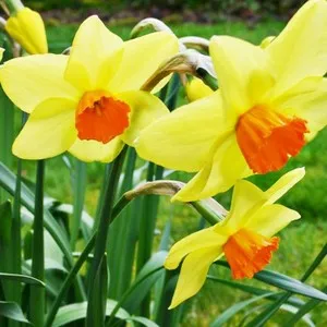 Narcissus și regulile de grija pentru ei - sfaturi și trucuri