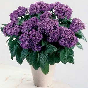Caracteristicile de cultivare a florii heliotrop grădină, recomandări de reproducție heliotrop din semințe (floare de cireș) Caracteristicile de cultivare a florii heliotrop grădină, recomandări de reproducție heliotrop din semințe