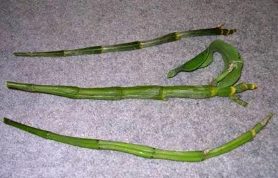 Dendrobium orhidee