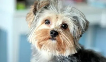Descriere rasa Yorkshire Terrier