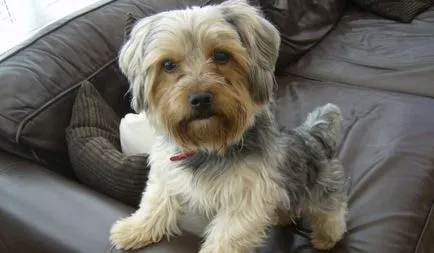 Descriere rasa Yorkshire Terrier