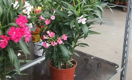 îngrijire oleandru și cultivarea în casă și grădină (Oleander) îngrijire oleandru și cultivarea în casă și grădină