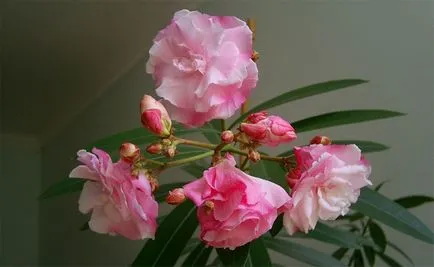 îngrijire oleandru și cultivarea în casă și grădină (condiții) îngrijire oleandru și cultivarea în casă și grădină