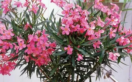 de îngrijire la domiciliu Oleander