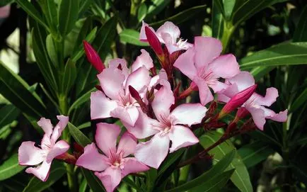 de îngrijire la domiciliu Oleander