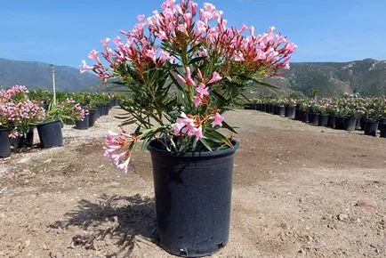 Oleander - îngrijire și cultivarea la domiciliu, plante de reproducere, foto, video (Oleander) Oleander - îngrijire și cultivarea la domiciliu, plante de reproducere, foto, video