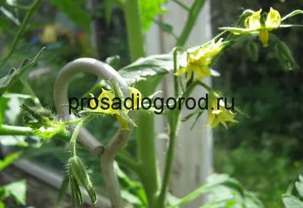 Polenizarea de tomate în seră artificiale, naturale, dreapta, foto și video (polenizare) Polenizarea de tomate în seră artificiale, naturale, dreapta, foto și video