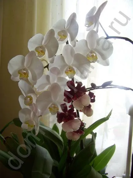 Orhidee (Phalaenopsis)
