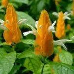 Pachystachys de îngrijire la domiciliu, cu fotografii și video (foto) Pachystachys de îngrijire la domiciliu, cu fotografii și video