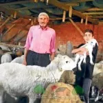 Stâna pentru oile cu ghidul de mâinile lor, fotografii și video