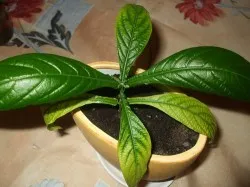 Pachystachys, de îngrijire la domiciliu (pachystachys) Pachystachys, de îngrijire la domiciliu