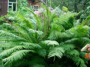 plantare de grădină Fern și îngrijire de plante pe cabana dvs.