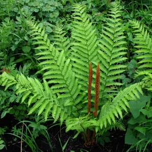 plantare de grădină Fern și îngrijire de plante pe cabana dvs.