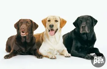 Spre deosebire de rasele labrador retriever de aur retriever