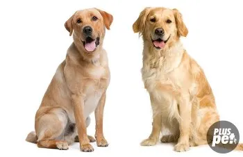 Spre deosebire de rasele labrador retriever de aur retriever