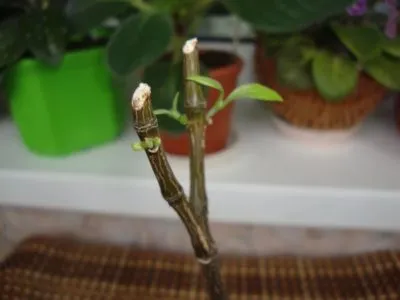 Pachystachys de îngrijire la domiciliu, cu fotografii și video (de îngrijire) Pachystachys de îngrijire la domiciliu, cu fotografii și video