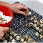 Prepelița creșterea completă și tehnologia de cultivare (creștere) Prepelița creșterea completă și tehnologia de cultivare