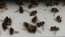 Tratamentul Bee Podmore, prescriptii, comentarii aplicare - articolul pe - versiunea PDA