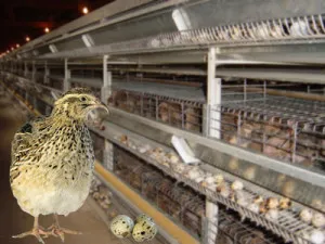 Prepelița creșterea completă și tehnologia de cultivare (cultivare) Prepelița creșterea completă și tehnologia de cultivare