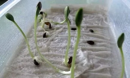 Grefare răsaduri de roșii tomate în aprilie 2017 când transplantat, și zilele calendarului lunar, (tomate) Tomate Grefarea tomate puieți în aprilie 2017, în momentul transplantat, și zilele calendarului lunar,