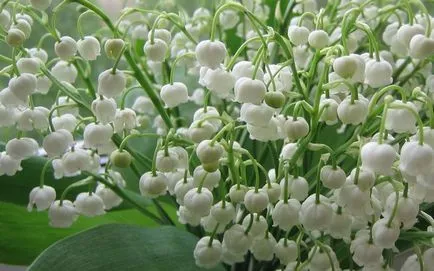 Primele flori de primăvară în grădină (primul) Primele flori de primăvară în grădină
