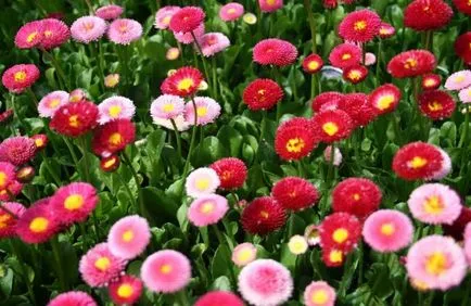 Primele flori de primăvară în grădină (de primăvară) Primele flori de primăvară în grădină