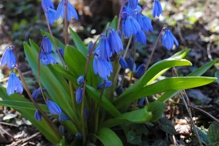Primele flori de primăvară în grădină (grădină) Primele flori de primăvară în grădină