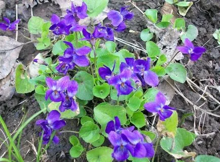 Primele flori de primăvară în grădină (primul) Primele flori de primăvară în grădină