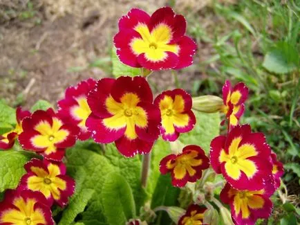 Primele flori de primăvară în grădină (flori) Primele flori de primăvară în grădină