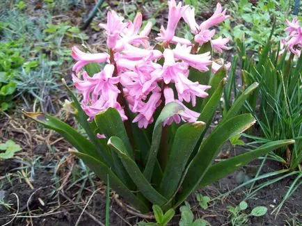 Primele flori de primăvară în grădină (primul) Primele flori de primăvară în grădină