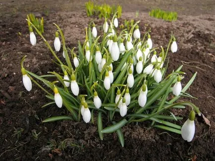 Primele flori de primăvară în grădină (grădină) Primele flori de primăvară în grădină