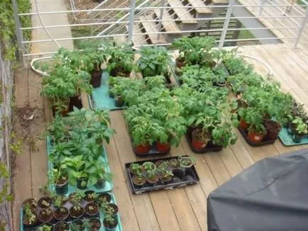 Grefare răsaduri de roșii tomate în aprilie 2017 când transplantat, și zilele calendarului lunar (puieți) Tomate Grefarea tomate puieți în aprilie 2017, în momentul transplantat, și zilele calendarului lunar,