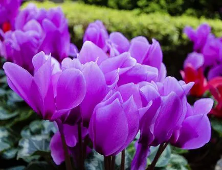 Primele flori de primăvară în grădină - specii, soiuri foto (plante) Primele flori de primăvară în grădină - specii, soiuri foto