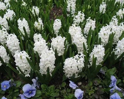 Primele flori de primăvară în grădină (flori) Primele flori de primăvară în grădină