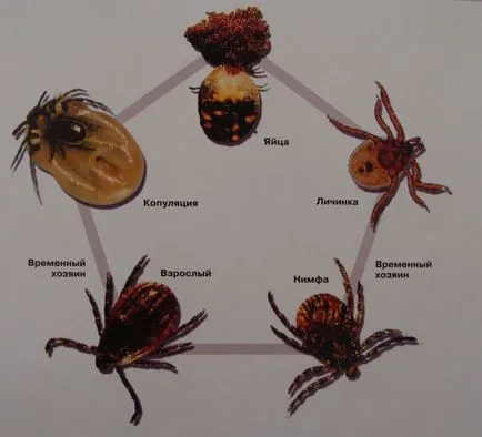 Piroplasmoză este că asemenea simptome de babesioza, paraziți Babesia