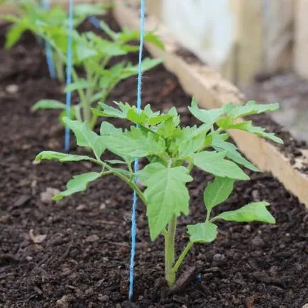 Grefare răsaduri de roșii tomate în aprilie 2017 când transplantat, și zilele calendarului lunar (tomate) Tomate Grefarea tomate puieți în aprilie 2017, în momentul transplantat, și zilele calendarului lunar,