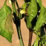 De ce frunze rândul său, negru la Spathiphyllum (Spathiphyllum) De ce frunze rândul său, negru la Spathiphyllum