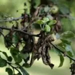 De ce frunze rândul său, negru la Spathiphyllum (înnegrite) De ce frunze rândul său, negru la Spathiphyllum