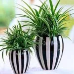 De ce frunze rândul său, negru la Spathiphyllum (Spathiphyllum) De ce frunze rândul său, negru la Spathiphyllum