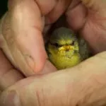 De ce nimeni nu mă înțelege cum să le facă să înțeleagă, să convingă