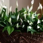 De ce frunze rândul său, negru la Spathiphyllum (de ce) De ce frunze rândul său, negru la Spathiphyllum