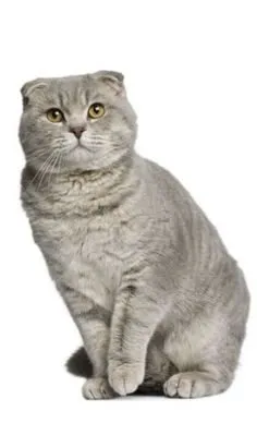 De ce pisicile plânge lacrimi, asistent feline
