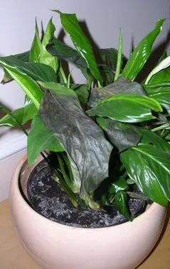 De ce frunze rândul său, negru la Spathiphyllum (frunze) De ce frunze rândul său, negru la Spathiphyllum