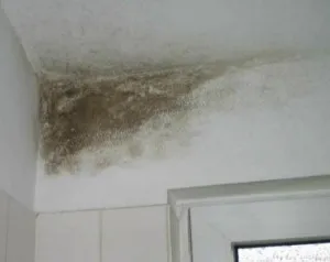 Mucegai ciuperca în apartament Ce este periculos și cum să lupte (periculoase ciuperca în apartament) Mucegai ciuperca în apartament Ce este periculos și cum să lupte