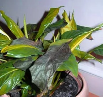 De ce frunze rândul său, negru la Spathiphyllum (înnegrite) De ce frunze rândul său, negru la Spathiphyllum
