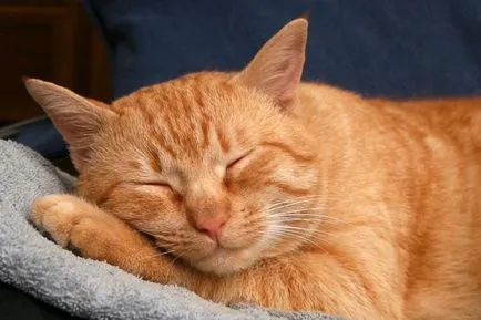 De ce pisicile murchat cand isi mangaie (mângâindu) De ce pisicile murchat atunci când sunt mângâindu
